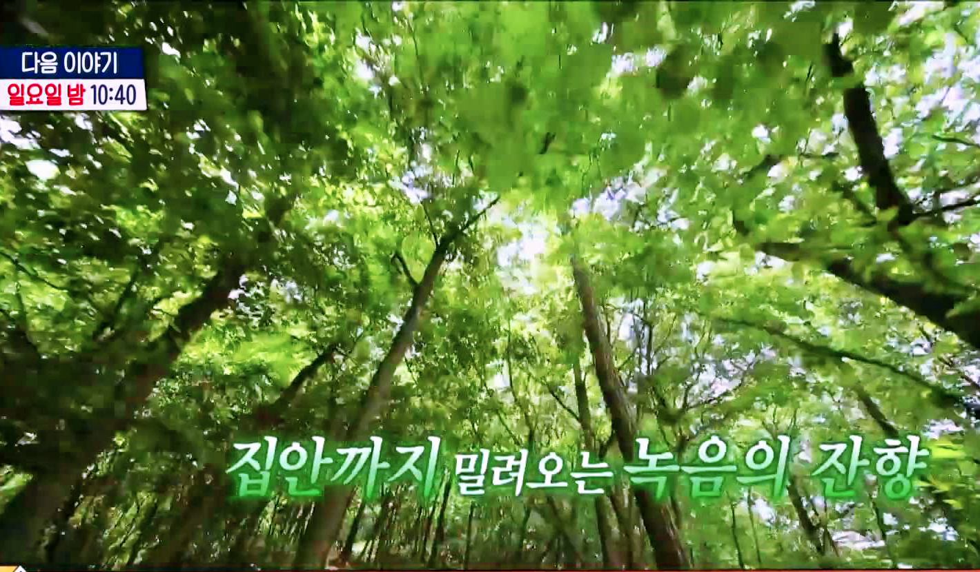 구해줘홈즈-경기-동서울-한강뷰-아파트-아치울-마을-다등이-집-찬성-하우스-3분-짜잔-아파트-파마존-하우스-숲속-산책