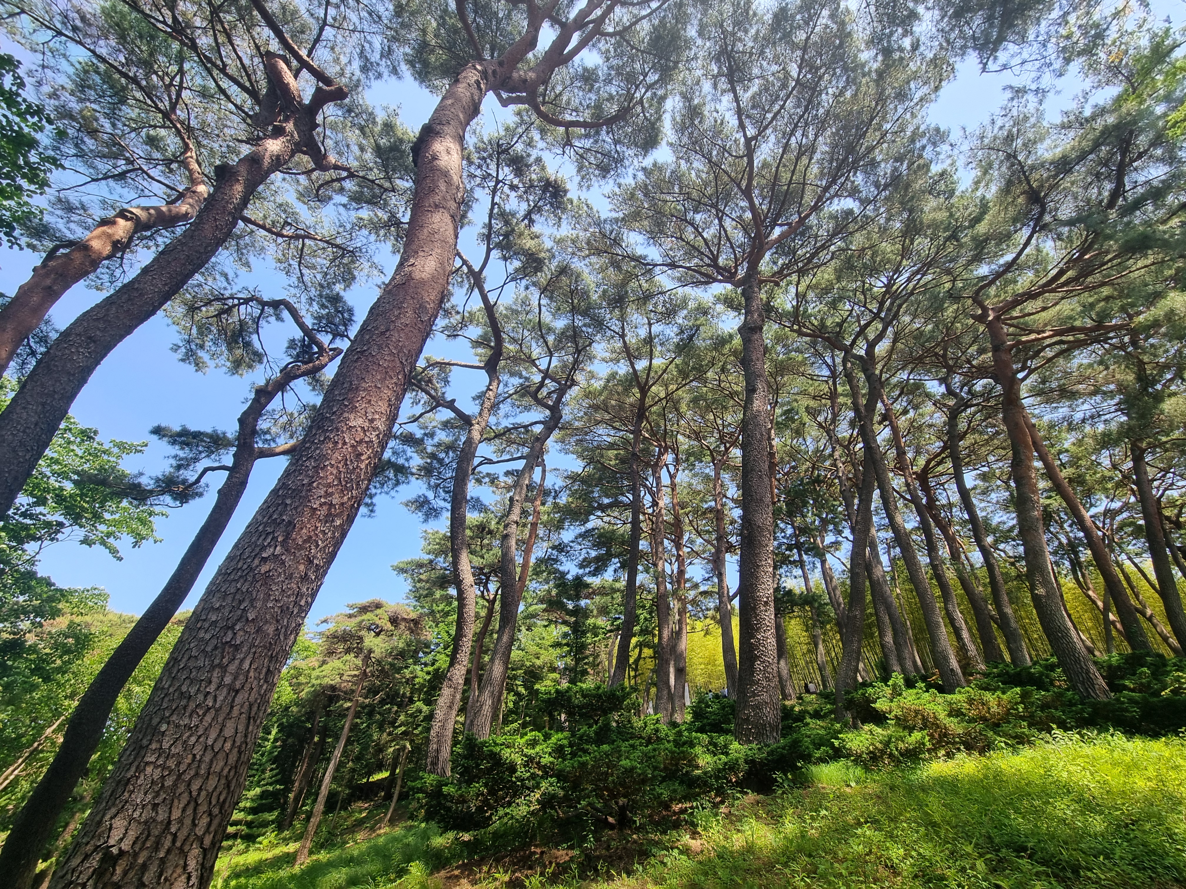 아홉산 숲