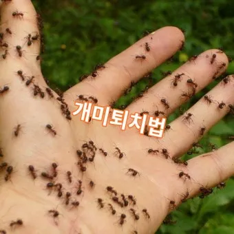 해충 퇴치 개미 박멸 설탕과 베이킹소다 통로 차단_12