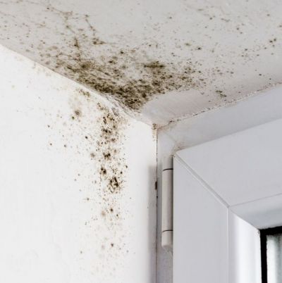 집 곰팡이 흔적