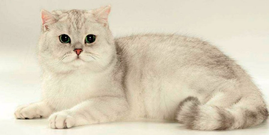 고양이 종류별 특징, 장점, 단점