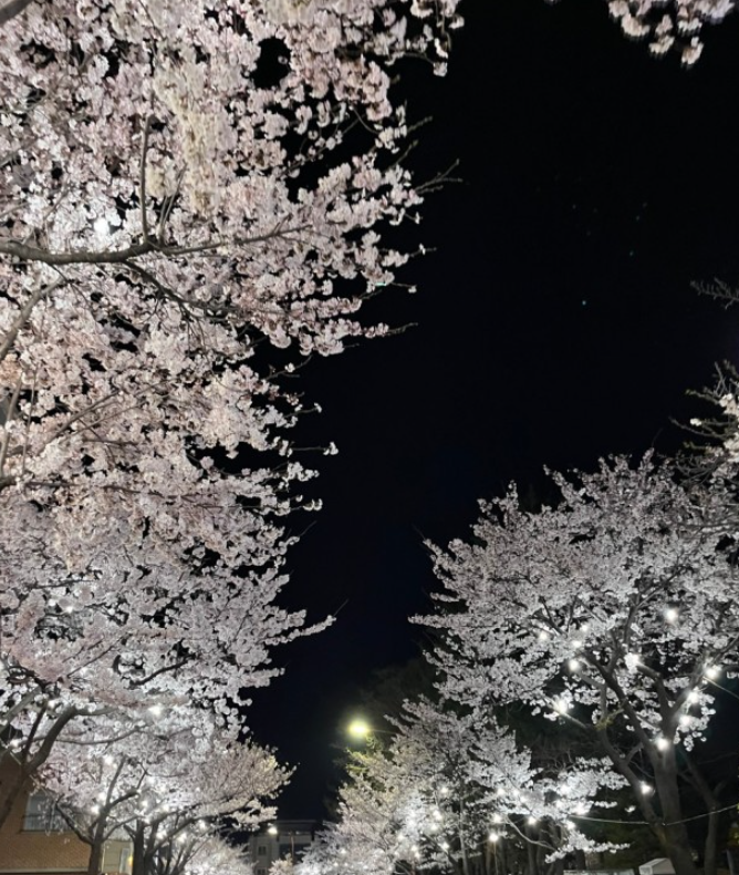 벚꽃 명소 추천