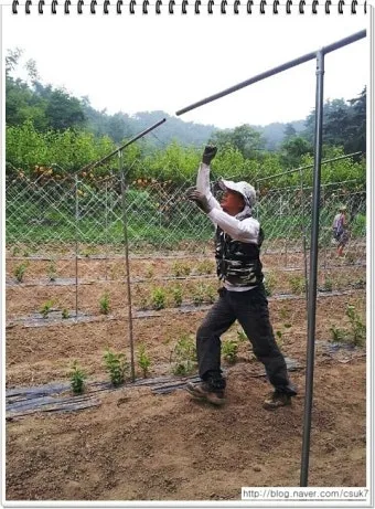 지지대 설치 방법 고추 토마토 참외 수박 쓰러짐 예방_16