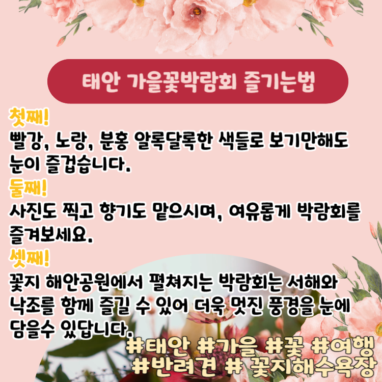 [당일치기 추천] 태안 가을꽃박람회 코리아플라워파크 행사정보 및 주차장 안내