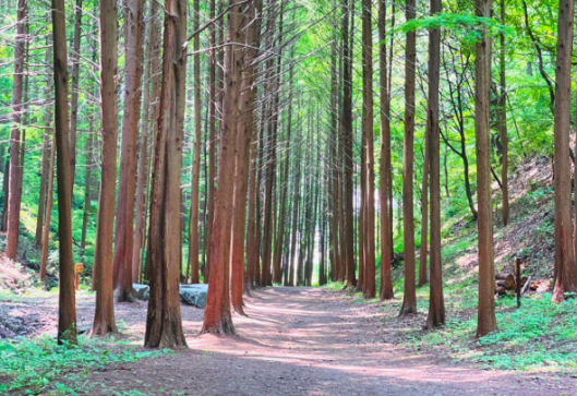 옥천 화인산림욕장 메타세콰이어길