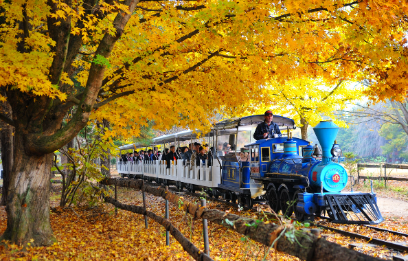 서울 근교 단풍 명소 BEST 5 , 화담숲 예약 모노레일 예약 방법