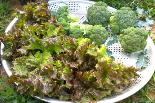 브로콜리-재배-꽃봉오리-수확