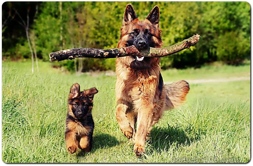 볼드모트 강아지 고양이 사료 리스트 1