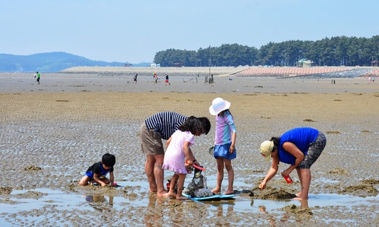 서해안 갯벌 체험