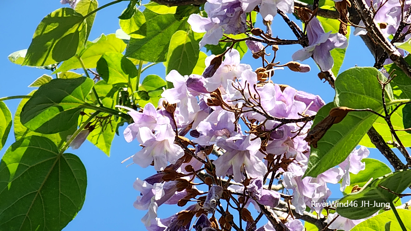 오동나무 (梧桐나무)