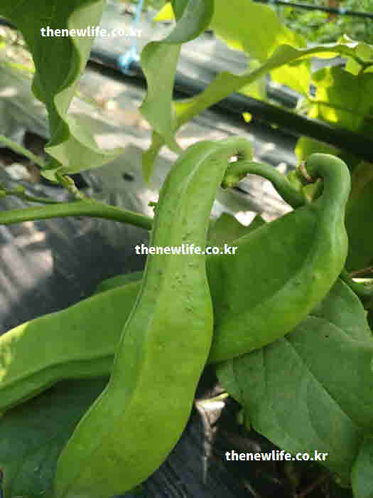 작두콩차 효능 항산화 작용