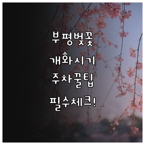 부평구 벚꽃 나들이를 위한 개화 시기..