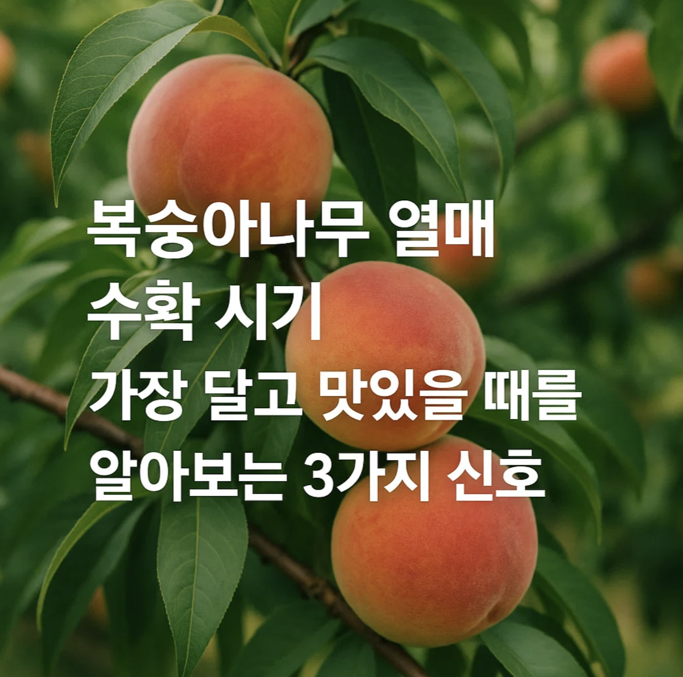 복숭아나무 열매 수확 시기, 가장 달고 맛있을 때를 알아보는 3가지 신호
