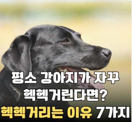 강아지 쿠싱증후군 7가지 원인