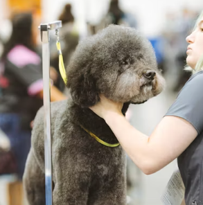 애견미용샵 창업에 대하여 알아보기