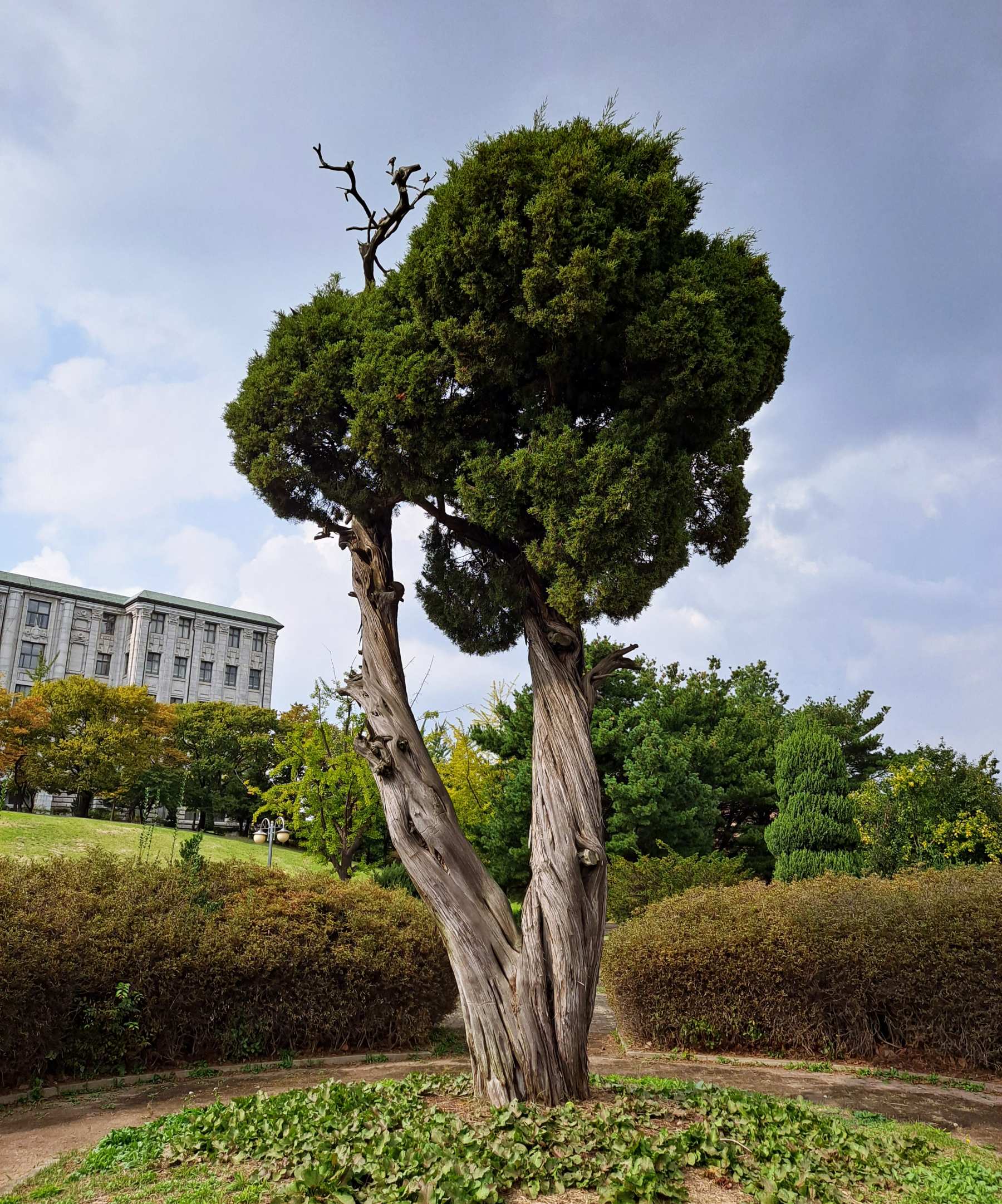 인천대학교 신비한 나무