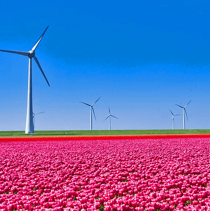 딸에 진붕홍색 튤립꽃밭이 펼쳐지고 멀리 높다란 풍항계들이 세워졌다.