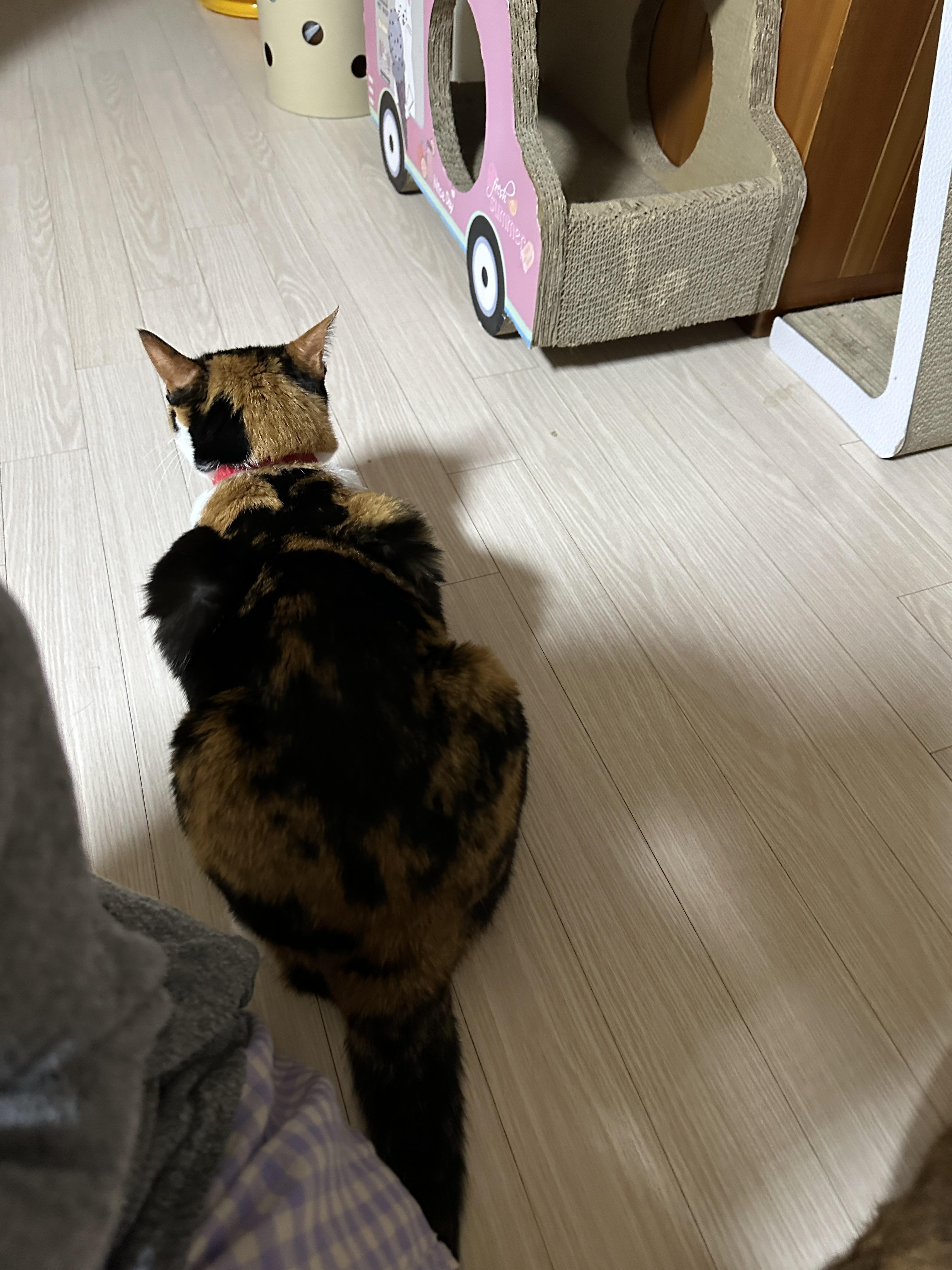 엄마_뒤에_웅크리고_앉은_삼색냥이_다다