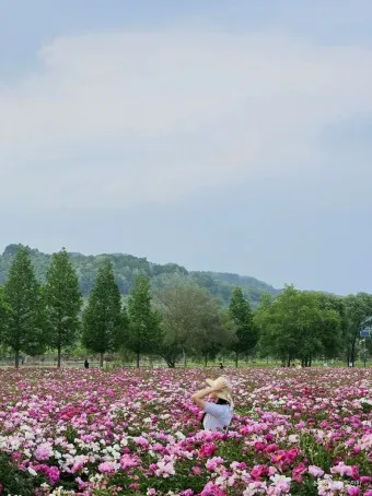 핫들생태공원 합천 산청 진달래축제_5