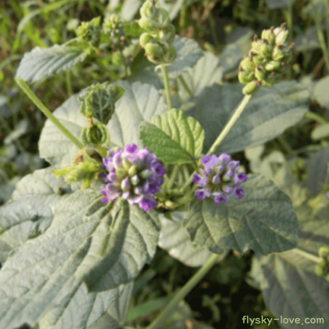 수족냉증에 효과적인 보골지 파고지