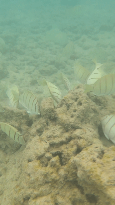 하나우마베이바다