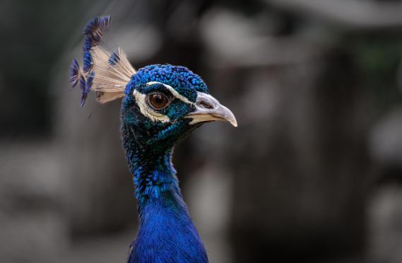 초능력을 가진 생명체들 인간보다 뛰어난 동물들의 경이로운 능력