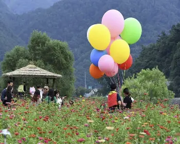 평창 백일홍 축제_8