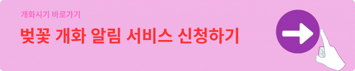 2025년 벚꽃 개화시기