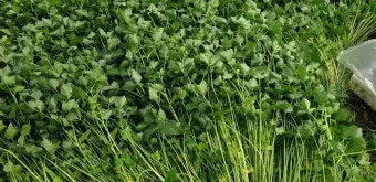 참나물 재배 반그늘 키우기 물 관리 잎 수확_10