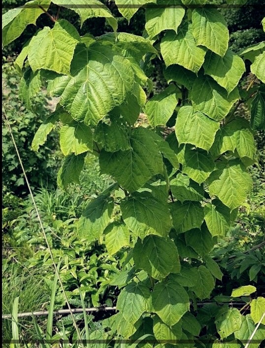 벌나무즙 효능 효과 부작용