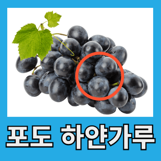 포도에 묻어 있는 하얀 가루 안전성 고를 때 팁 보관 방법