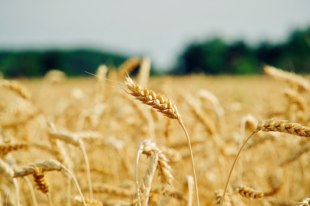 Agricultural land