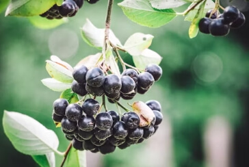 아로니아 수확시기