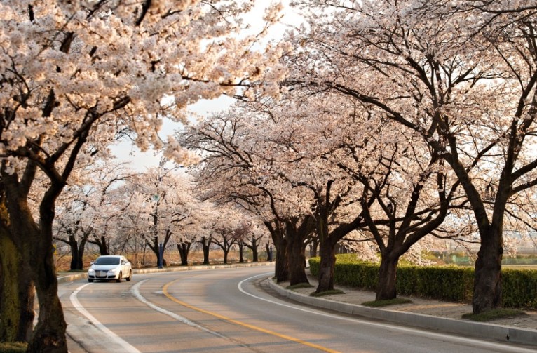 "봄 여행 떠나요"…숙박·교통·여행