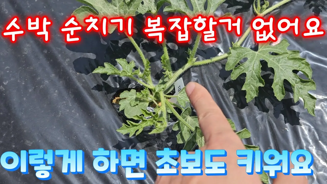 초보 수박 순치기 열매 크게 키우는 방법_2