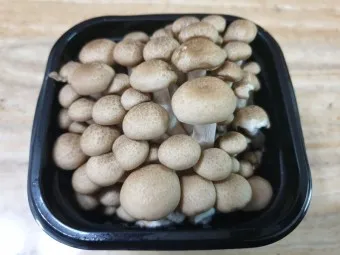 만가닥버섯 효능_14