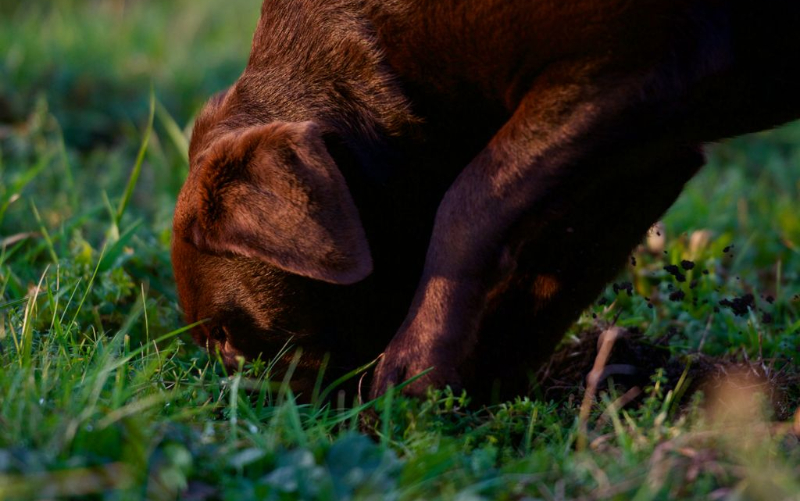 심심한 강아지 모습