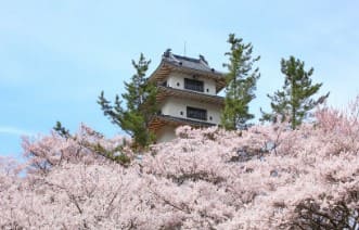벚꽃이 만개해 있고 그 뒤로 성이 보인다.