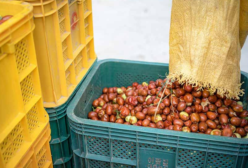 이팝길 대추농원