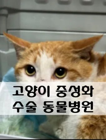 고양이 중성화 비용 수술시기 관리_7