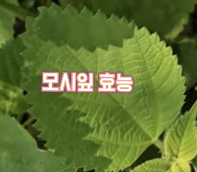 모시잎-효능