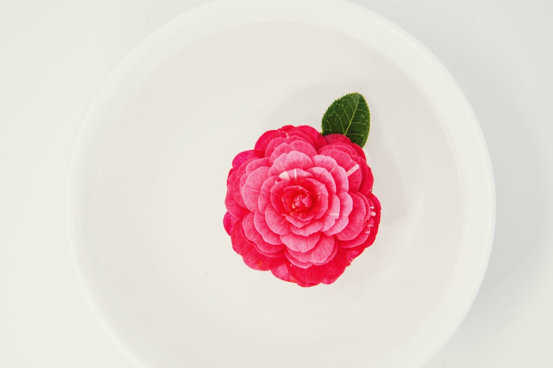 Camellia