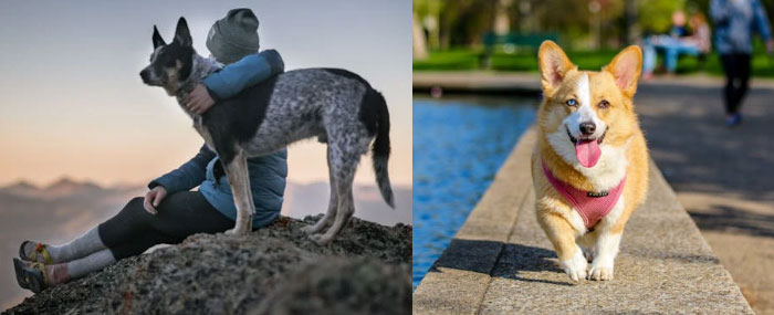 대한항공 반려동물 운송 가이드