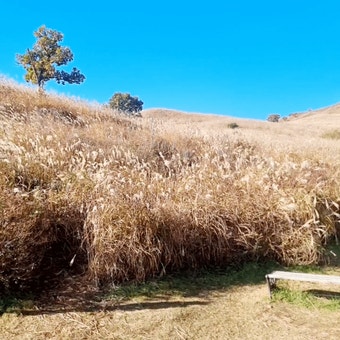 황매산 억새축제