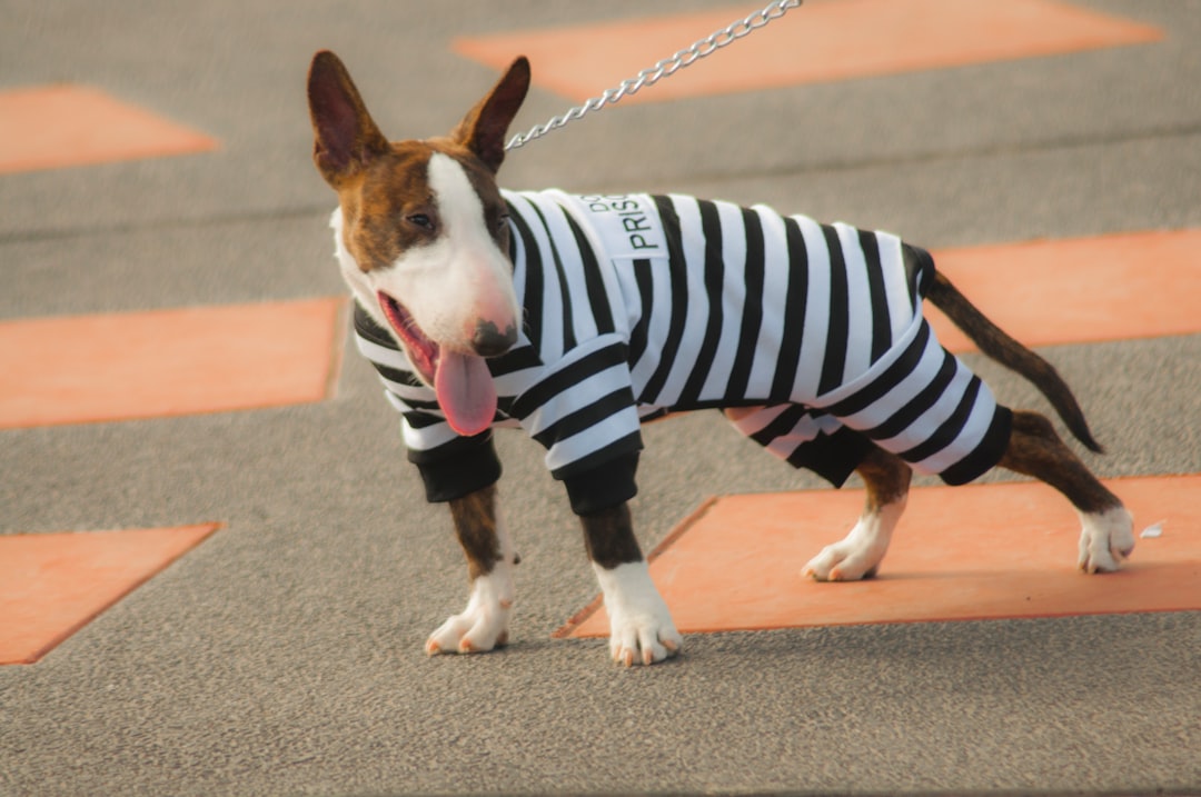 Leash