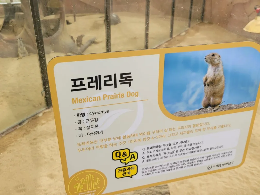 사막관 : 이국적인 친구들