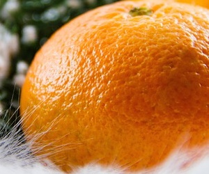 귤 비타민 C 효능