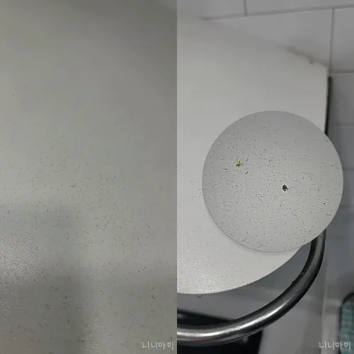 찌든때-벌레대잔치