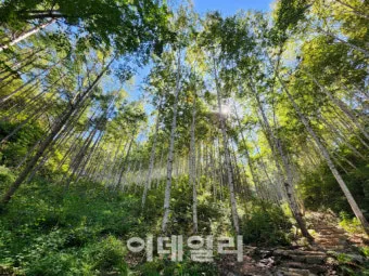걷기좋은 명품 숲길 30선 숨겨진 코스_6