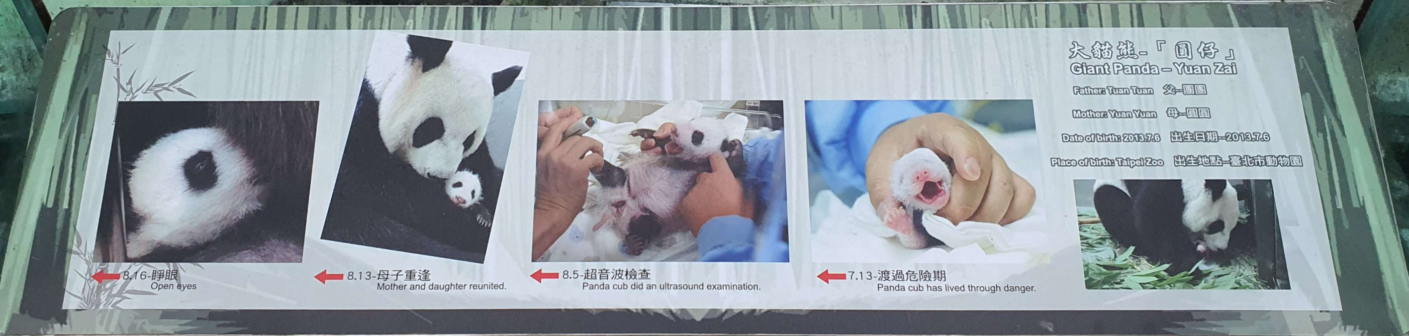 대만 판다_위안자이